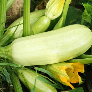 GIỐNG BÍ NGỒI VAG99